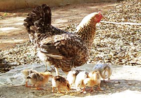 Stolze Hühnerfamilie