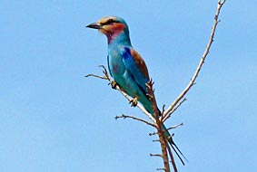 lilac breasted Roller