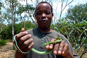 Mwalimu and green water snake