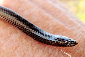 Purple-glossed Snake