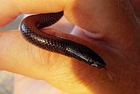 Purple-glossed Snake