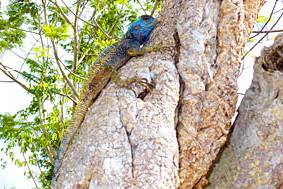 Blue headed Tree Agama