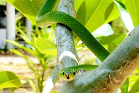 Green Water Snake