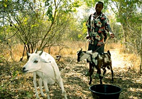 Mwalimu mit Ziege und Bock