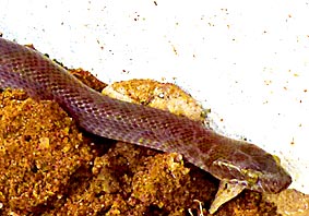 Brown House Snake