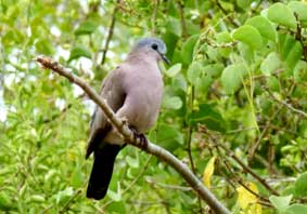 Emerald Spotted Wood-Dove