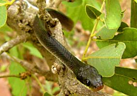 White-Lipped Snake