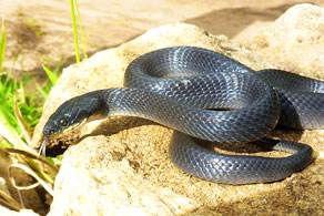 Tana Herald Snake