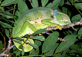 Flap necked Chameleon