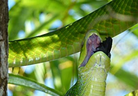 Green Mamba eating  Drongo Baby almost swallowed