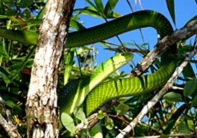 Green Mamba  after swallowing young Bird