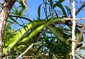 Green Mamba  after swallowing young Bird