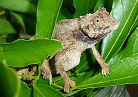 Kenya Pygmy-Chameleon