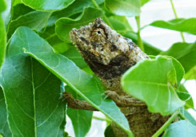 Kenya Pygmy-Chameleon