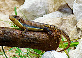 Great plated Lizard
