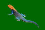 Red-headed Rock Agama