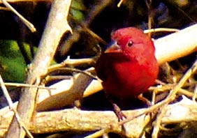 Rotschnabel-Feuerfink