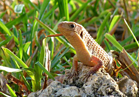 Great plated Lizard