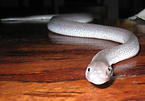 Hook-Nosed Snake