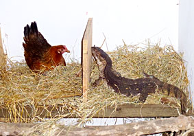 Savanna Monitor in chicken  coop