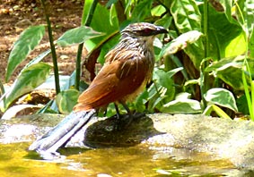 White browed Coucal