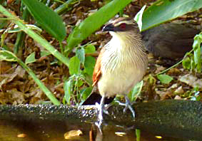 White browed Coucal