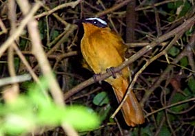 White-browed Robin-Chat 
