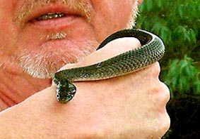 White-Lipped Snake